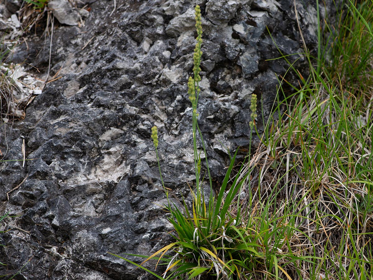 Habitus